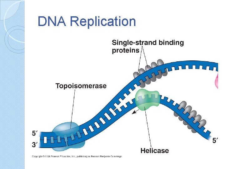 DNA Replication 