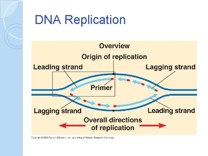 DNA Replication 