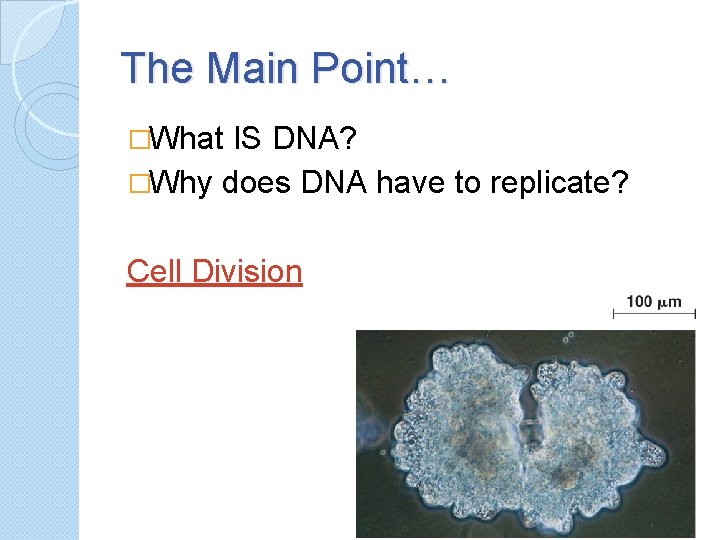 The Main Point… �What IS DNA? �Why does DNA have to replicate? Cell Division