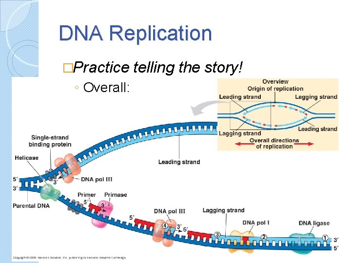 DNA Replication �Practice ◦ Overall: telling the story! 