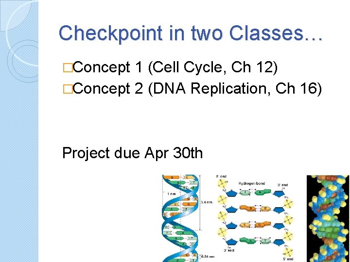 Checkpoint in two Classes… �Concept 1 (Cell Cycle, Ch 12) �Concept 2 (DNA Replication,