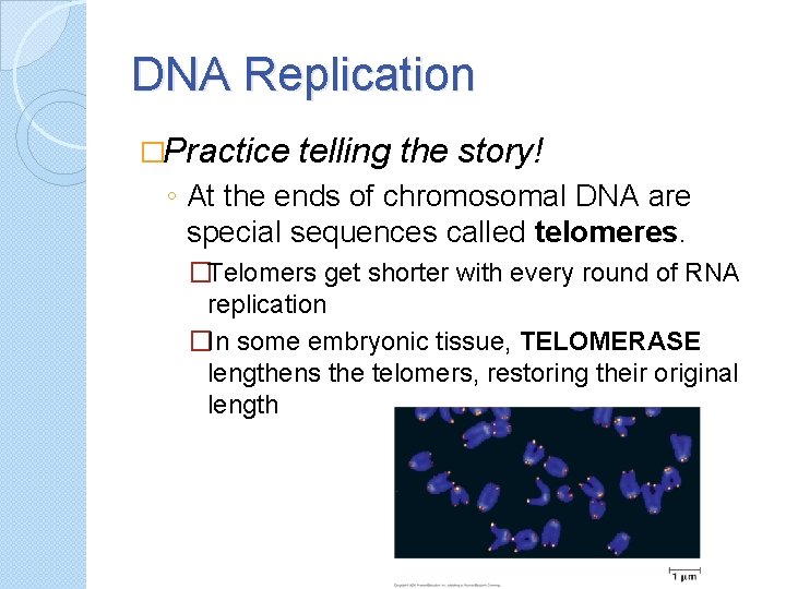 DNA Replication �Practice telling the story! ◦ At the ends of chromosomal DNA are