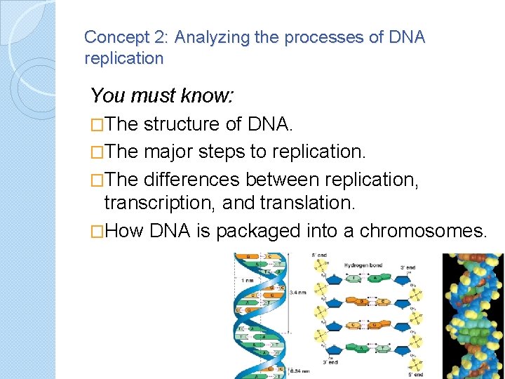 Concept 2: Analyzing the processes of DNA replication You must know: �The structure of