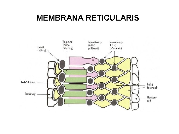 MEMBRANA RETICULARIS 