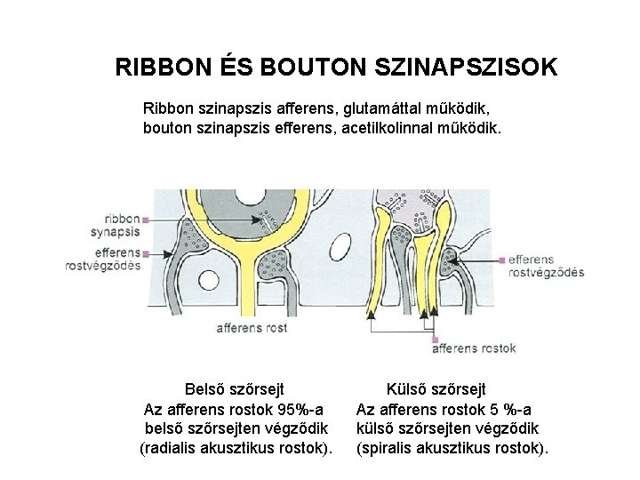 RIBBON ÉS BOUTON SZINAPSZISOK Ribbon szinapszis afferens, glutamáttal működik, bouton szinapszis efferens, acetilkolinnal működik.