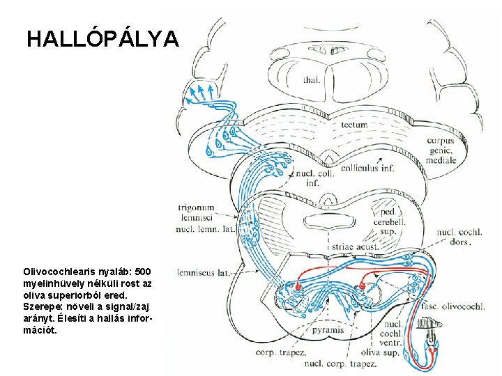 HALLÓPÁLYA Olivocochlearis nyaláb: 500 myelinhüvely nélküli rost az oliva superiorból ered. Szerepe: növeli a