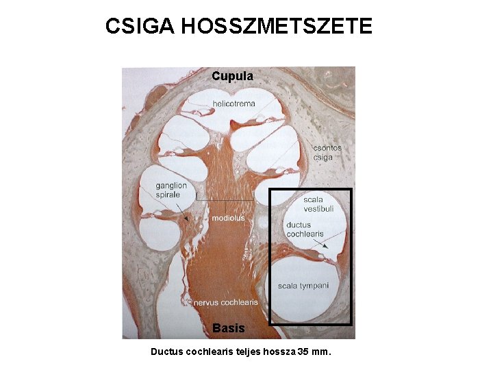CSIGA HOSSZMETSZETE Cupula Basis Ductus cochlearis teljes hossza 35 mm. 
