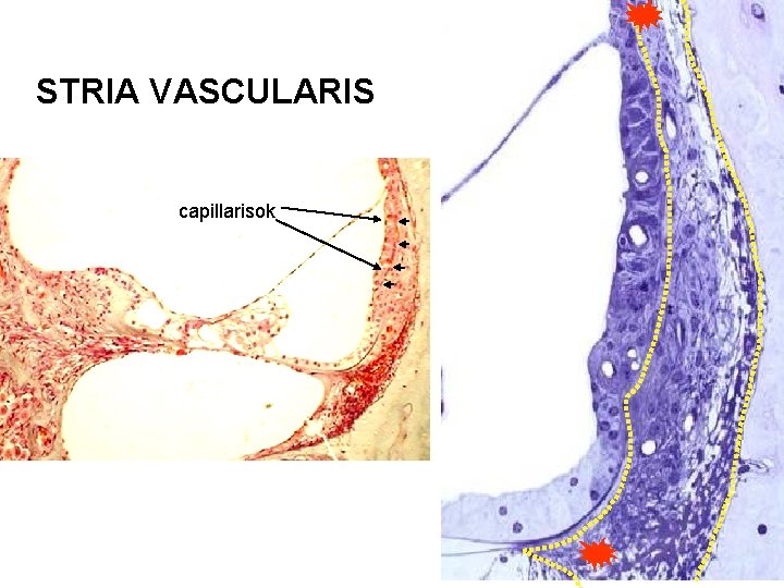 STRIA VASCULARIS capillarisok 