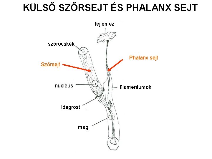 KÜLSŐ SZŐRSEJT ÉS PHALANX SEJT fejlemez szőröcskék Phalanx sejt Szőrsejt nucleus filamentumok idegrost mag