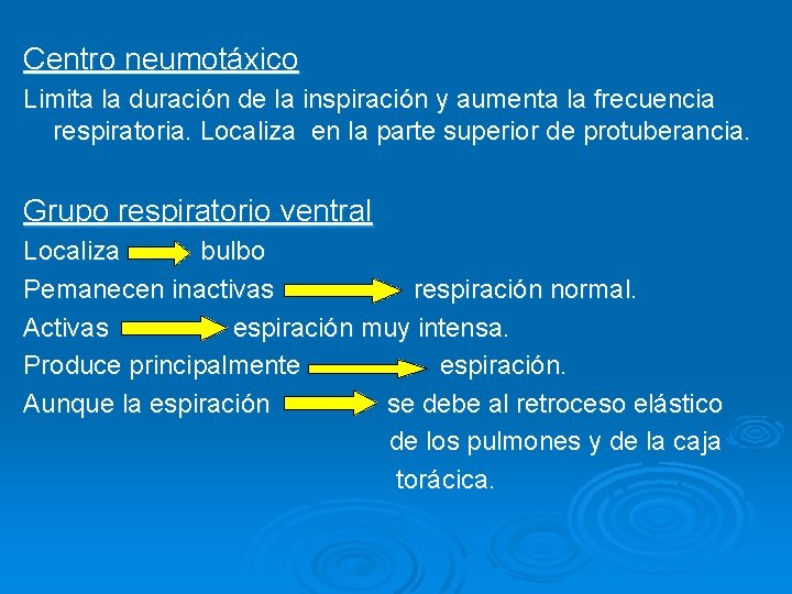 Centro neumotáxico Limita la duración de la inspiración y aumenta la frecuencia respiratoria. Localiza
