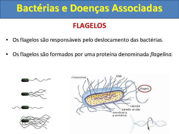 Bactérias e Doenças Associadas FLAGELOS • Os flagelos são responsáveis pelo deslocamento das bactérias.