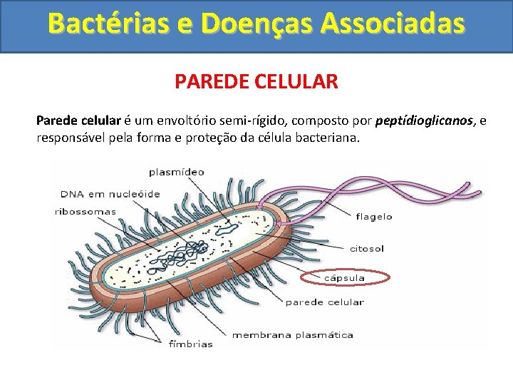 Bactérias e Doenças Associadas PAREDE CELULAR Parede celular é um envoltório semi-rígido, composto por