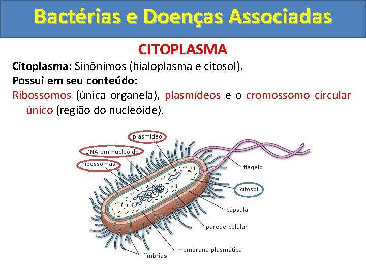 Bactérias e Doenças Associadas CITOPLASMA Citoplasma: Sinônimos (hialoplasma e citosol). Possui em seu conteúdo: