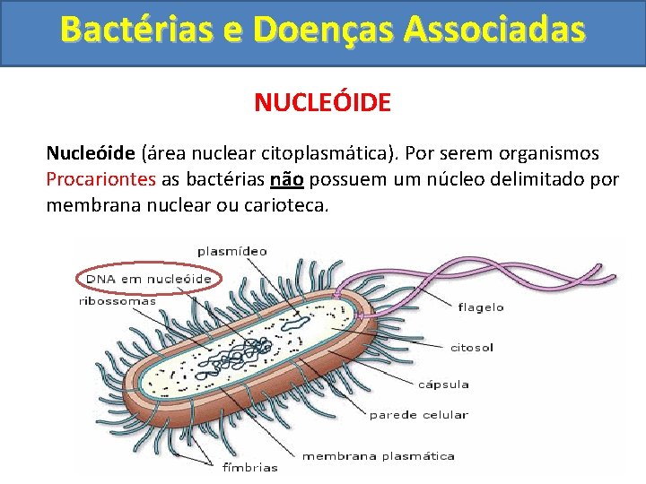 Bactérias e Doenças Associadas NUCLEÓIDE Nucleóide (área nuclear citoplasmática). Por serem organismos Procariontes as