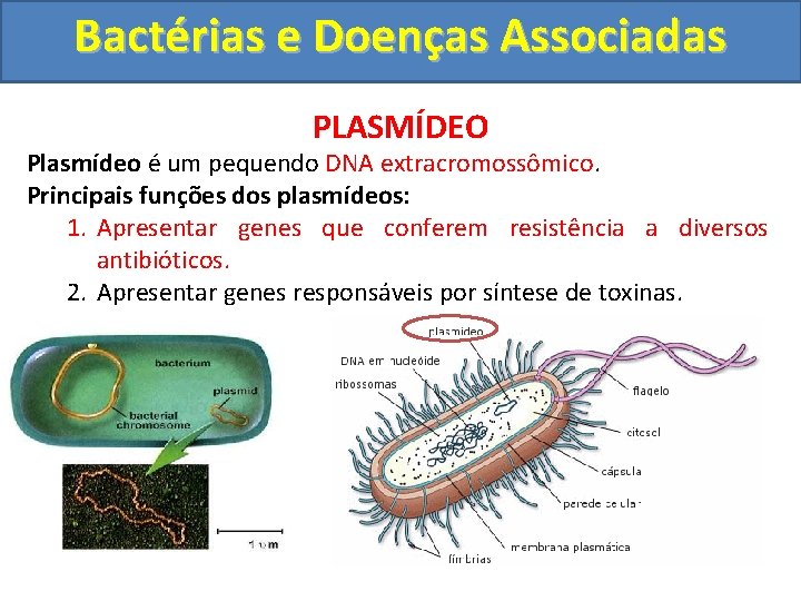 Bactérias e Doenças Associadas PLASMÍDEO Plasmídeo é um pequendo DNA extracromossômico. Principais funções dos