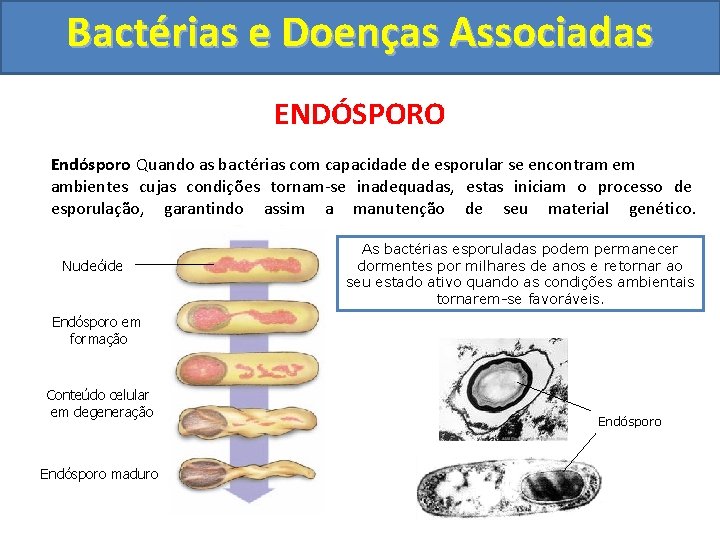 Bactérias e Doenças Associadas ENDÓSPORO Endósporo Quando as bactérias com capacidade de esporular se