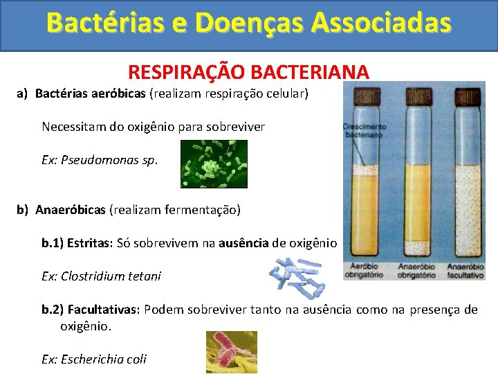 Bactérias e Doenças Associadas RESPIRAÇÃO BACTERIANA a) Bactérias aeróbicas (realizam respiração celular) Necessitam do