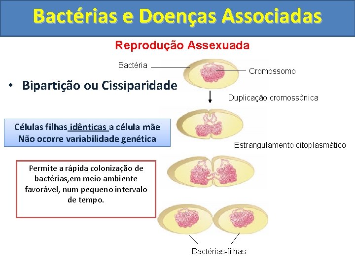 Bactérias e Doenças Associadas Reprodução Assexuada Bactéria • Bipartição ou Cissiparidade Células filhas idênticas