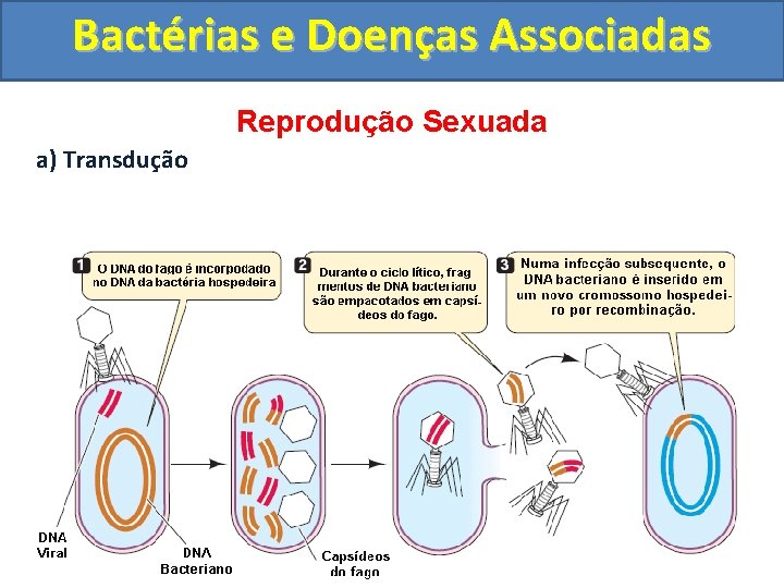 Bactérias e Doenças Associadas Reprodução Sexuada a) Transdução 