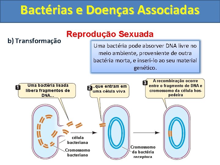 Bactérias e Doenças Associadas b) Transformação Reprodução Sexuada Uma bactéria pode absorver DNA livre