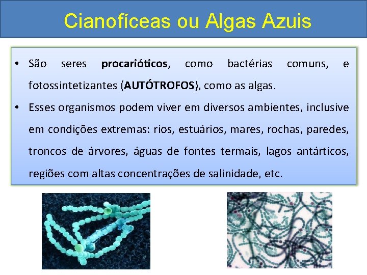 Cianofíceas ou Algas Azuis • São seres procarióticos, como bactérias comuns, e fotossintetizantes (AUTÓTROFOS),