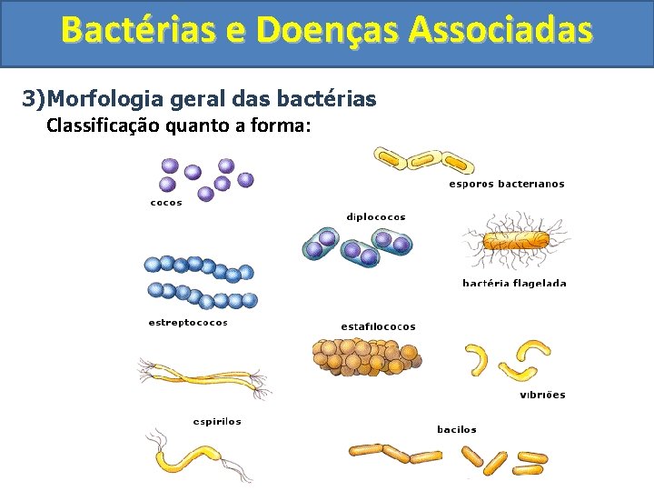 Bactérias e Doenças Associadas 3)Morfologia geral das bactérias Classificação quanto a forma: Vibrião Espiroqueta