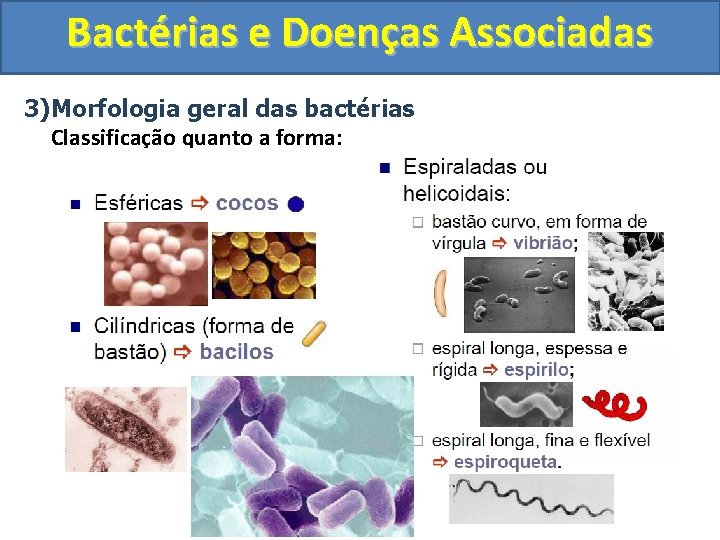 Bactérias e Doenças Associadas 3)Morfologia geral das bactérias Classificação quanto a forma: Vibrião Espiroqueta