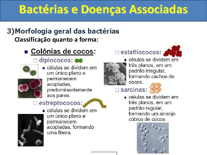 Bactérias e Doenças Associadas 3)Morfologia geral das bactérias Classificação quanto a forma: Vibrião Espiroqueta