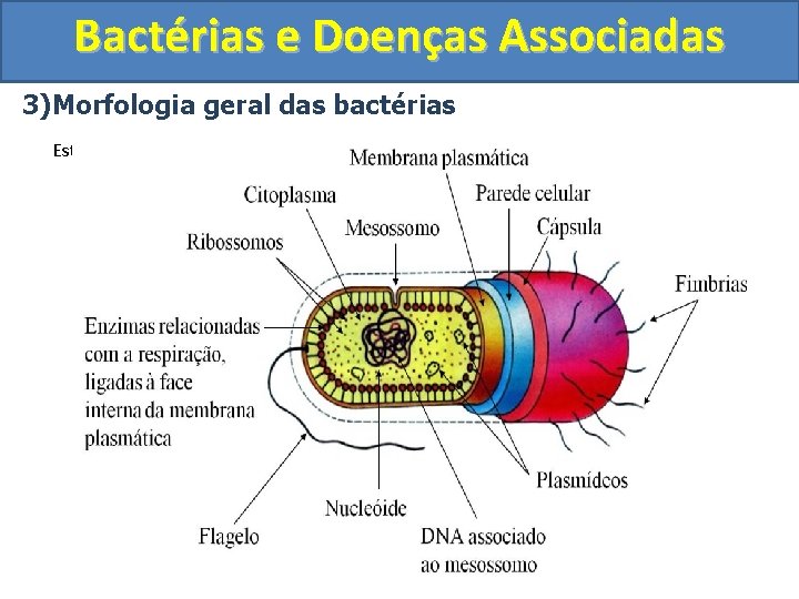 Bactérias e Doenças Associadas 3)Morfologia geral das bactérias Estruturas celulares 