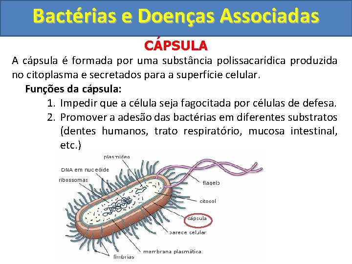 Bactérias e Doenças Associadas CÁPSULA A cápsula é formada por uma substância polissacarídica produzida