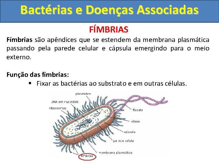 Bactérias e Doenças Associadas FÍMBRIAS Fímbrias são apêndices que se estendem da membrana plasmática