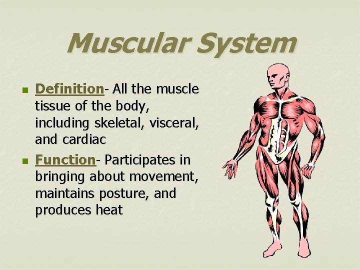 Muscular System n n Definition- All the muscle tissue of the body, including skeletal,