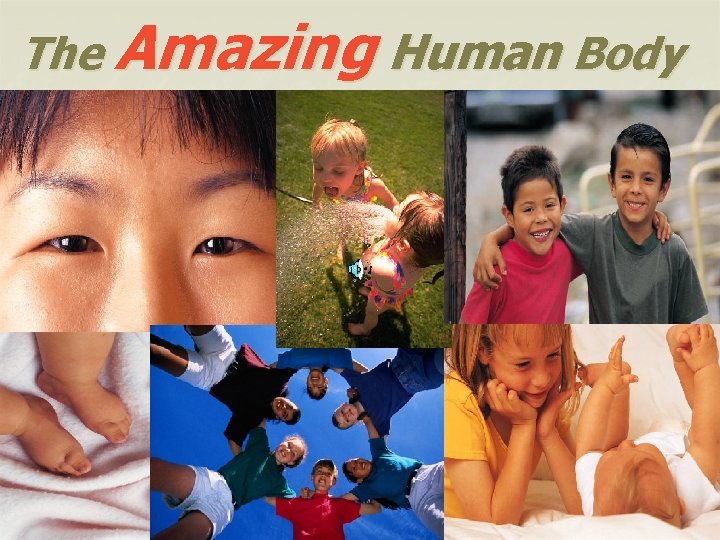 The Amazing Human Body 