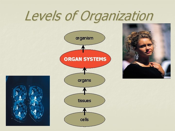 Levels of Organization organism ORGAN SYSTEMS organs tissues cells 