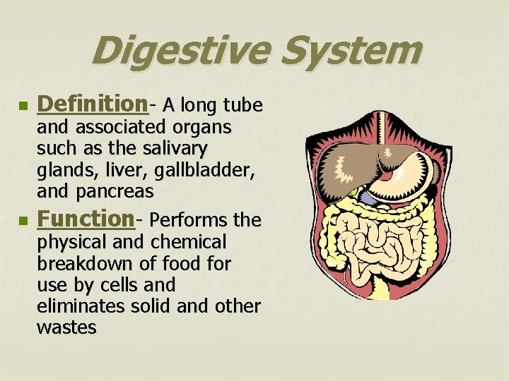 Digestive System n n Definition- A long tube and associated organs such as the