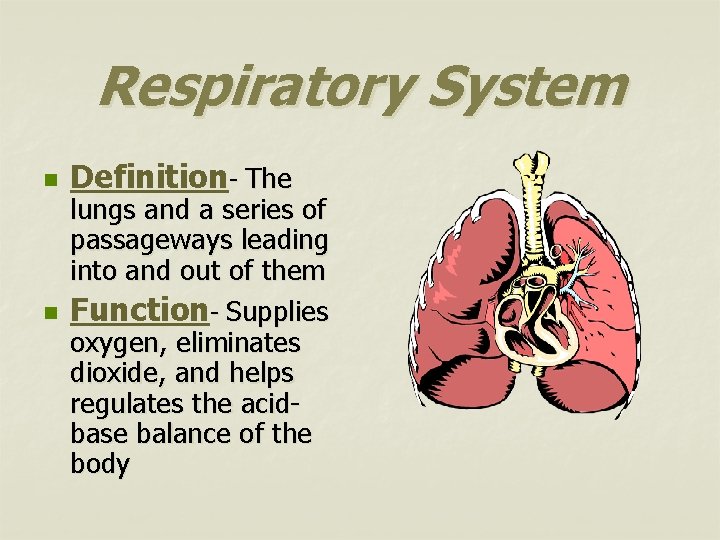 Respiratory System n n Definition- The lungs and a series of passageways leading into