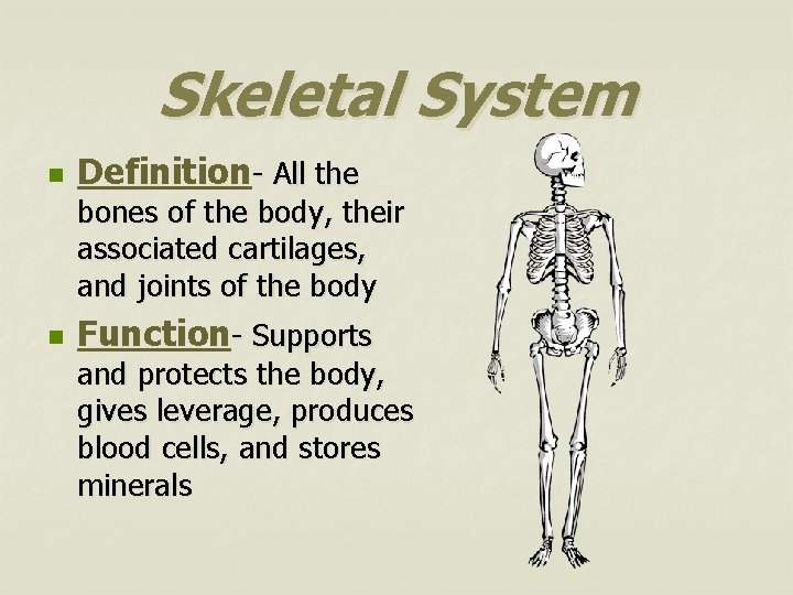 Skeletal System n Definition- All the bones of the body, their associated cartilages, and