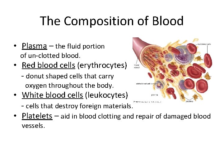The Composition of Blood • Plasma – the fluid portion of un-clotted blood. •