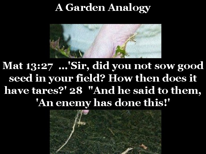 A Garden Analogy Mat 13: 27 …'Sir, did you not sow good seed in