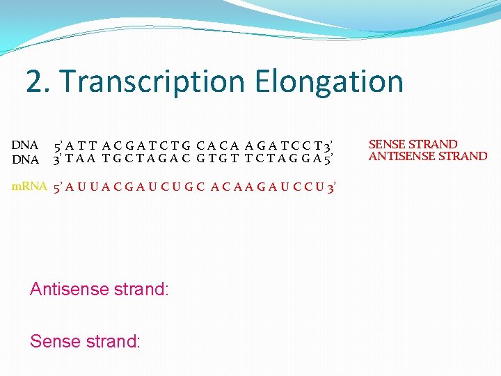 2. Transcription Elongation DNA 5’ A T T A C G A T C