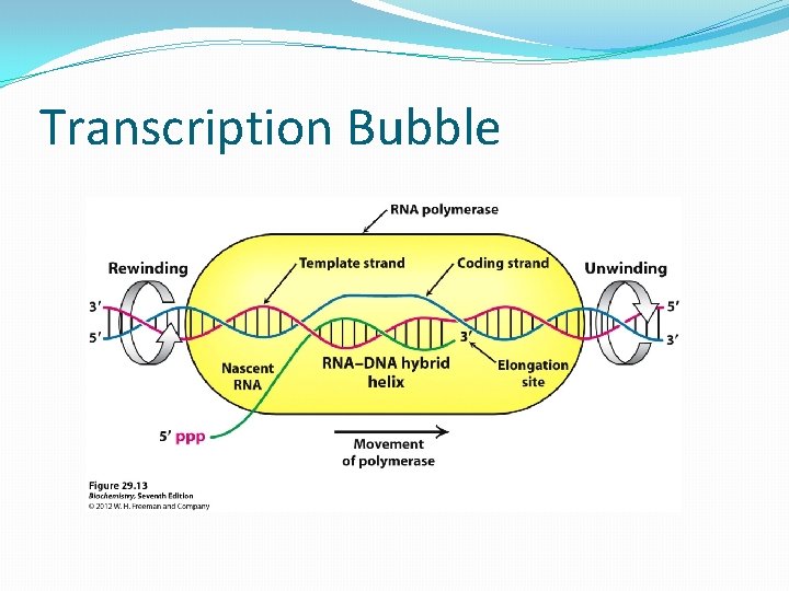 Transcription Bubble 