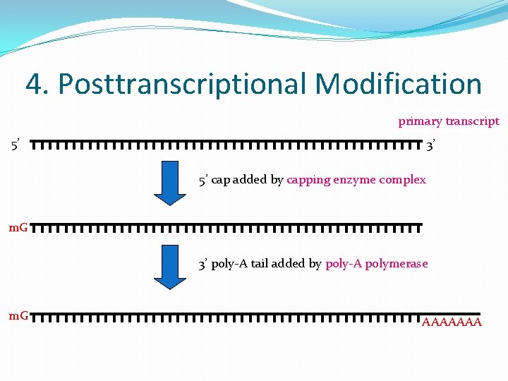 4. Posttranscriptional Modification primary transcript 5’ 3’ 5’ cap added by capping enzyme complex