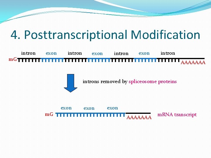 4. Posttranscriptional Modification m. G intron exon intron AAAAAAA introns removed by spliceosome proteins