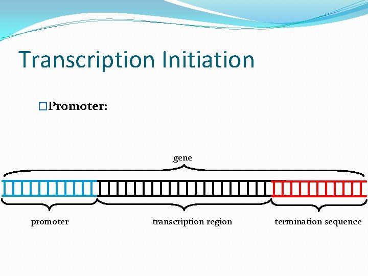 Transcription Initiation �Promoter: gene promoter transcription region termination sequence 