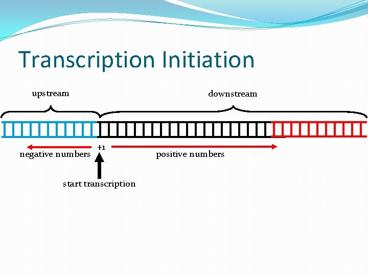 Transcription Initiation upstream negative numbers downstream +1 start transcription positive numbers 