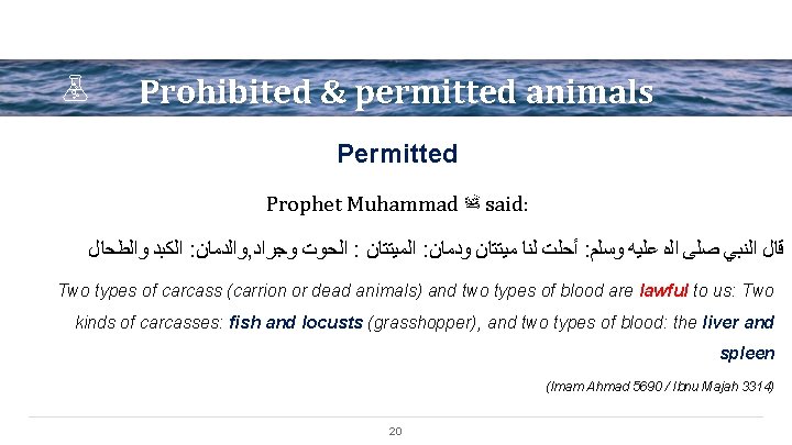 Prohibited & permitted animals Permitted Prophet Muhammad ﷺ said: ﺍﻟﻜﺒﺪ ﻭﺍﻟﻄﺤﺎﻝ : ﻭﺍﻟﺪﻣﺎﻥ ,
