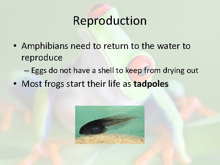 Reproduction • Amphibians need to return to the water to reproduce – Eggs do