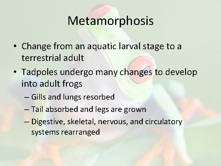 Metamorphosis • Change from an aquatic larval stage to a terrestrial adult • Tadpoles