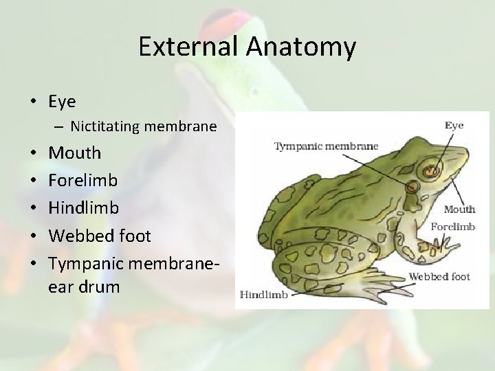 External Anatomy • Eye – Nictitating membrane • • • Mouth Forelimb Hindlimb Webbed