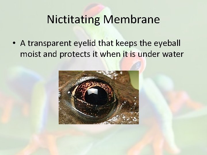 Nictitating Membrane • A transparent eyelid that keeps the eyeball moist and protects it